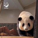 판다🐼 허화의 내실 생활 이미지