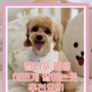 개성있냥 네이버블로그