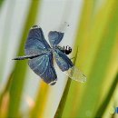 나비잠자리 이미지