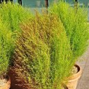 연천시장 이미지