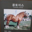 코네마라 이미지