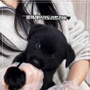 오독안심분양센터 강아지분양 고양이분양 광주점 이미지