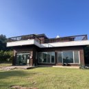 댄싱도그 이미지