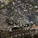 이마트24 광주학동점 | 만개한 벚꽃 아래, 광주 학동 소태동 홍림교 벚꽃 낮과 밤 산책 후기