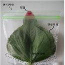 싱싱반점 환경일보