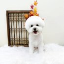 뽀프퍼피 이미지