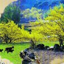 산수유 피는 마을 봄꽃 여행... 이미지