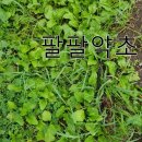 식이농장 이미지