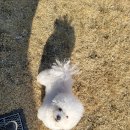 댕댕별 이미지