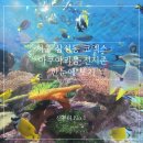 코엑스아쿠아리움 | 강남 코엑스 아쿠아리움 관람후기
