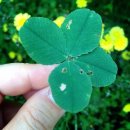 네잎클로버 이미지