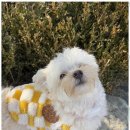 동산애견 이미지