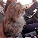 펫드라이브 이미지