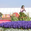 샤방샤방 이미지