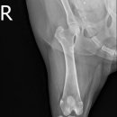 로얄동물외과수술센터 이미지