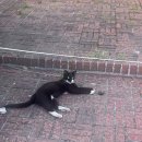 글라시스 샵(#) 이미지