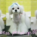 토비애견미용 이미지