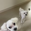 클로에 살롱 이미지