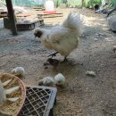 에덴양계장 이미지