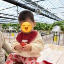 (주)더킴스팜 | 포항근교 영덕여행 킴스베리팜 16개월 아기랑 딸기수확체험 대만족 후기