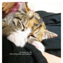 LOVELY CAT 이미지