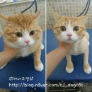 이개내고양이 | 충주 고양이분양 이개내고양이 입양 가격 후기 추천