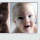 바람난강아지 이미지