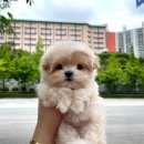 부산강아지분양 앨리펫 이미지