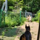 두리멍쉴 애견유치원 이미지