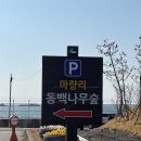 서천 동백정 동백나무 숲 힐링 되네~ 서천 카페 커피지앤 후기도