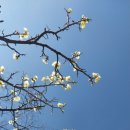 캘리그라피 필사 이미지