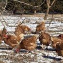 대섬알이랑 이미지