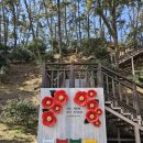 카페 띠아모 서천서도점 | 서천여행 * 서천 동백꽃주꾸미 축제 솔직후기(동백꽃 개화상태), 서천카페 띠아모서천서도점