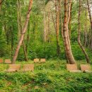 치유의 숲 이미지