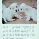 🐶🦊반려동물과ㆍ입"맞춤이 위험한 이유? 이미지