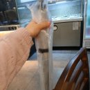 뉴골든(아)경로당 | 11/8 코미디 뮤지컬 &lt;뮤지컬미스터마담&gt; 관람 후기