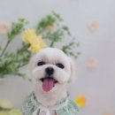 가람애견전문미용실