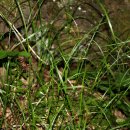 Carex alterniflora Franch. 선사초 이미지