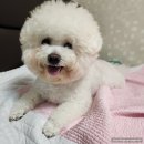 나나와메이 이미지