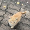 지코바 신호점 이미지