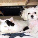 옹기종기 이미지