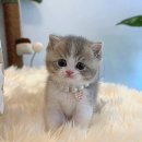 천안고양이 분양 퍼스트캣 본점 이미지