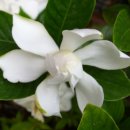 해인향기 이미지