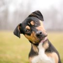 강아지꿈 이미지