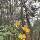 Florabella/ Pippas pass Track Blue Mts. by John Hwang 4 April 2026 이미지
