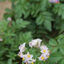 장골칼국수 이미지