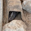 메밀목장 | 가평 양떼목장 후기｜31개월 아이 반응은 이랬다 (유모차는 고민 필요)