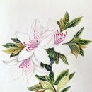 꽃그림 보타니컬 색연필화 이미지