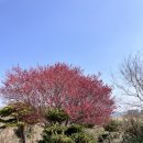 대영농원3농장 | 경남 사천 매화 명소. 26.3.10 대영 농원 매화 개화 상황. 주차 정보. 사천 가볼 만한 곳.