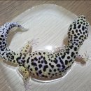 회원종합동물병원 이미지